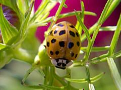 Asian Spotted Ladybird Beetle